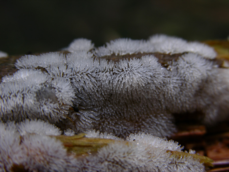 Ceratiomyxa fruticulosa.